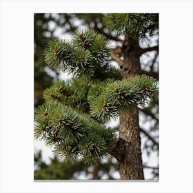 Pine Tree With Needles Canvas Print