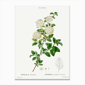 Germander Meadowsweet, Pierre Joseph Redoute Canvas Print