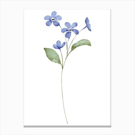 Forget Me Not Flowers Canvas Print