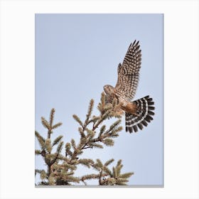 Sharp Shinned Hawk Canvas Print