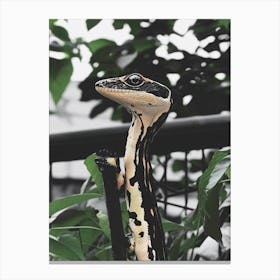 Lizard 5 Canvas Print