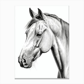 Highly Detailed Pencil Sketch Portrait of Horse with Soulful Eyes 7 Canvas Print