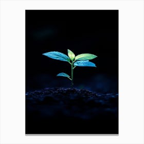 Small Green Plant In The Dark 7 Canvas Print