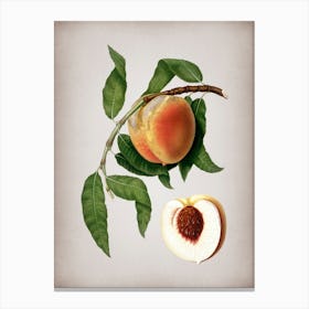 Vintage Peach Botanical on Parchment n.0117 Canvas Print