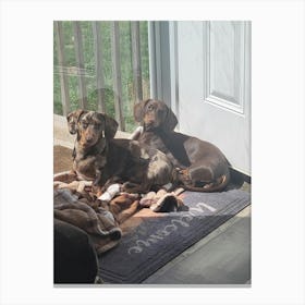 Small dogs sun bathing Canvas Print