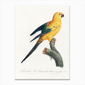The Sun Parakeet From Natural History Of Parrots, Francois Levaillant Canvas Print