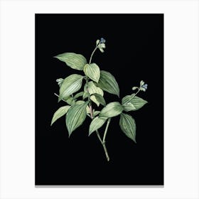 Vintage Tradescantia Erecta Botanical Illustration on Solid Black n.0047 Canvas Print