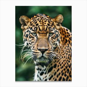 Jaguar 1 Canvas Print