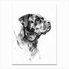 Rottweiler Dog Charcoal Line 2 Canvas Print