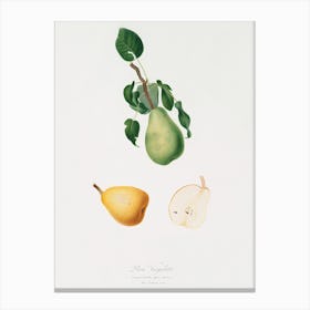 Winter Citron (Pyrus Virgolata) From Pomona Italiana (1817 1839), Giorgio Gallesio Canvas Print