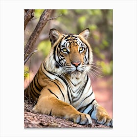 A majestic tiger rests on the ground Canvas Print