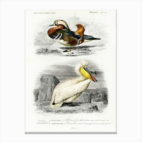 Different Types Of Birds, Charles Dessalines D'Orbigny 25 Canvas Print