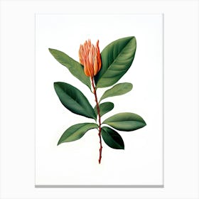 Magnolia 3 Canvas Print