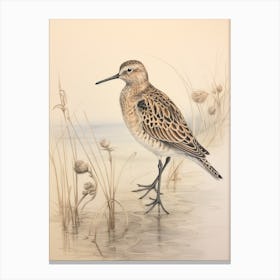 Vintage Bird Drawing Dunlin 2 Canvas Print