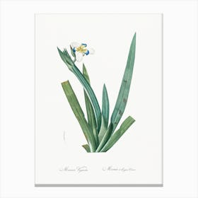 Moraea Vaginata, Pierre Joseph Redoute Canvas Print