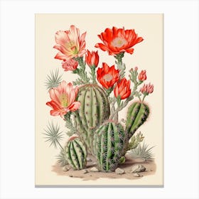 Vintage Cactus Illustration Ladyfinger Cactus 1 Canvas Print