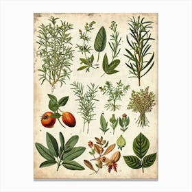 Garden Herbs Vintage Illustration 1 Canvas Print