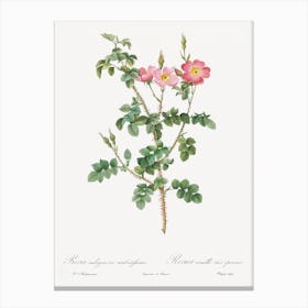 Prickly Sweet Briar Rose, Pierre Joseph Redoute Canvas Print