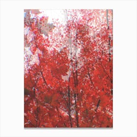 Maple Canvas Print