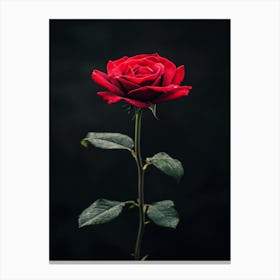 Single Red Rose On Black Background 42 Canvas Print