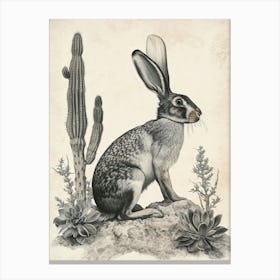 Florida White Rabbit Drawing 1 Canvas Print