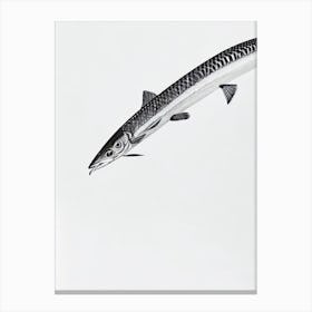 Barracuda Black & White Drawing Canvas Print