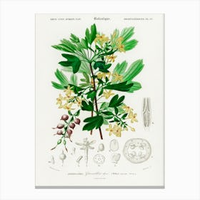 Ribes Aureum, Charles Dessalines D' Orbigny Canvas Print