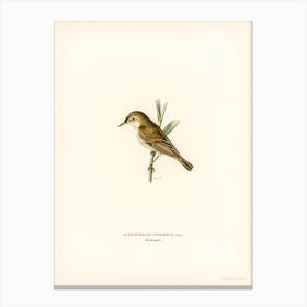 Red Warbler, The Von Wright Brothers Canvas Print