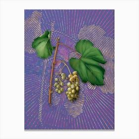 Vintage Friulli Grape Botanical Illustration on Veri Peri n.0448 Canvas Print