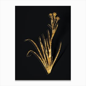 Vintage Bermudiana Botanical in Gold on Black n.0319 Canvas Print