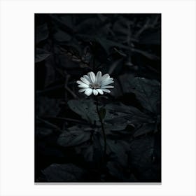 Flower In The Dark 105 Canvas Print