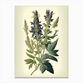 Clary Sage Herb Vintage Botanical Canvas Print