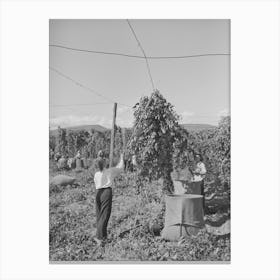 Pulling Down Vines In Hop Field, The Hops Or Burns Are Then Picked From The Vines, Yakima County, Washington By Canvas Print