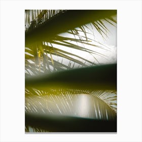 Palm trees and sunshine Canvas Print