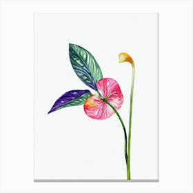 Anthurium Watercolour Flower Canvas Print