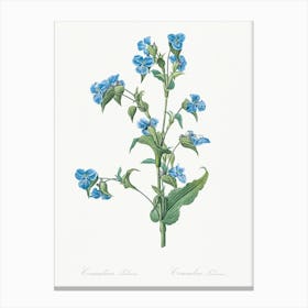 Commelina Tuberosa, Pierre Joseph Redoute Canvas Print