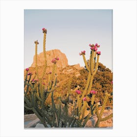 Purple Cactus Flowers Canvas Print