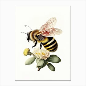 Pollinator Bee 8 Vintage Canvas Print