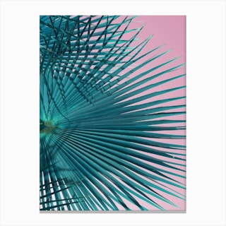 Blue-green palm leaves and pink sky 1 Canvas Print