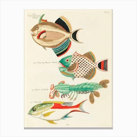 Colourful And Surreal Illustrations Of Fishes And Lobster Found In Moluccas (Indonesia) And The East Indies, Louis Renard(17) Canvas Print