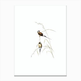 Vintage Long Tailed Grass Finch Bird Illustration on Pure White n.0289 Canvas Print