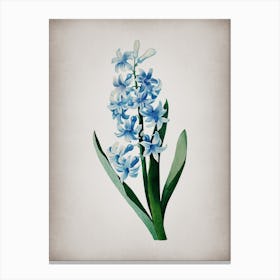 Vintage Dutch Hyacinth Botanical on Parchment Canvas Print