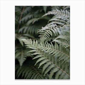 Forest Mood Canvas Print