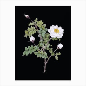 Vintage White Burnet Roses Botanical Illustration on Solid Black n.0735 Canvas Print