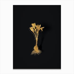 Vintage Autumn Crocus Botanical in Gold on Black n.0027 Canvas Print