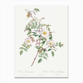 Rosa Reductea Glauca, Pierre Joseph Redoute Canvas Print