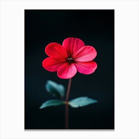 Single Red Flower 9 Canvas Print