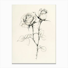 English Rose Black And White Line Drawing 13 Canvas Print