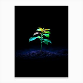 Young Plant In The Dark 3 Canvas Print