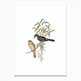 Vintage Grey Shrike Thrush Bird Illustration on Pure White n.0054 Canvas Print